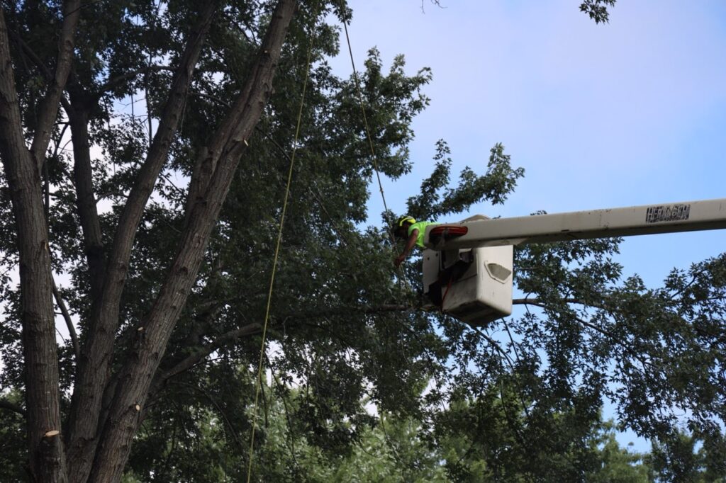 Harrison Tree Care Action 4