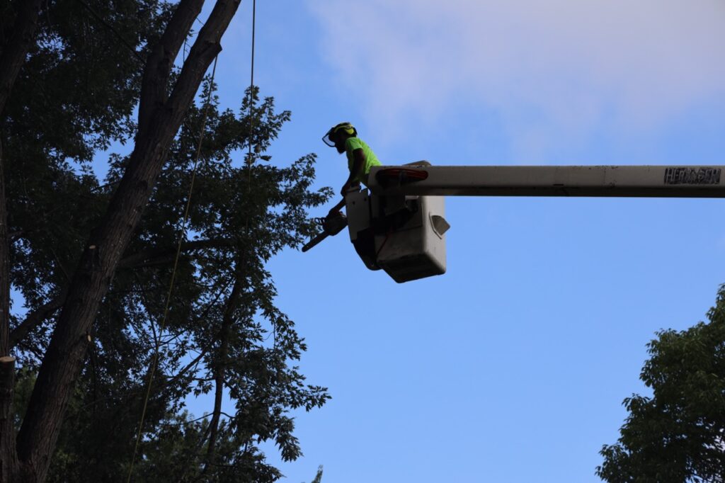 Harrison Tree Care Action Shots101