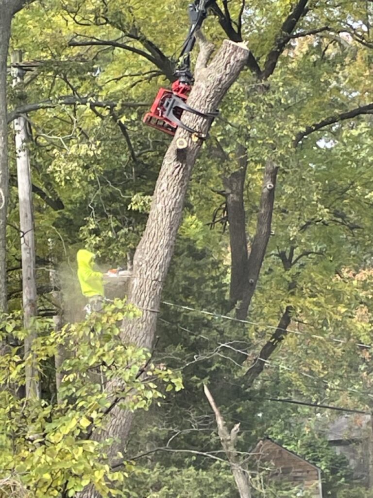 Harrison Tree Care Missouri Portfolio3